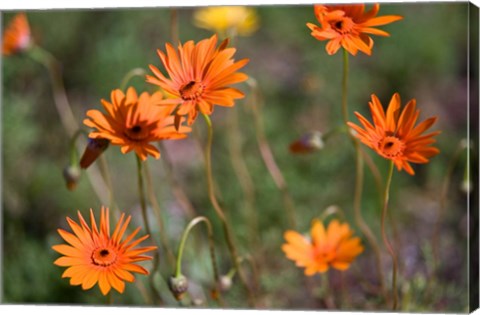 Framed Orange Flowers, Kirstenbosch Gardens, South Africa Print