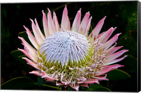 Framed Flowers, Kirstenbosch Gardens, South Africa Print