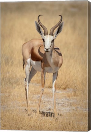 Framed Front view of standing springbok, Etosha National Park, Namibia, Africa Print