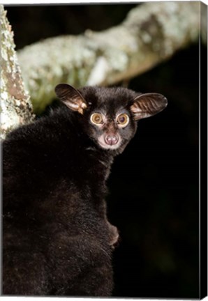 Framed Galago Bushbaby primate, Masai Mara, Kenya Print