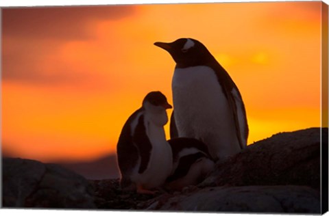 Framed Gentoo Penguins Silhouetted at Sunset on Petermann Island, Antarctic Peninsula Print