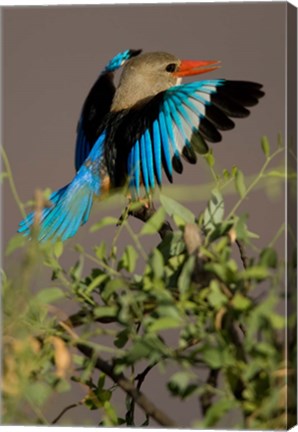 Framed Grey-headed Kingfisher, Masai Mara GR, Kenya Print