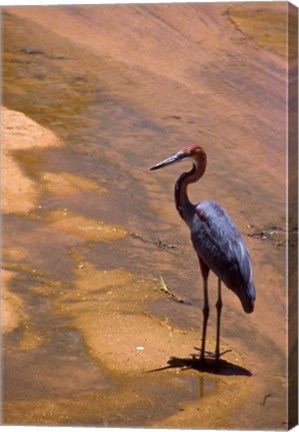 Framed Buffalo Springs National Reserve, Goliath Heron, Kenya Print