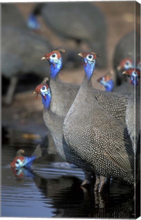 Framed Flock of Helmeted Guineafowl, Savuti Marsh, Chobe National Park, Botswana Print