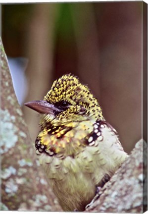 Framed D&#39;Arnaud&#39;s Barbet, Tanzania Print