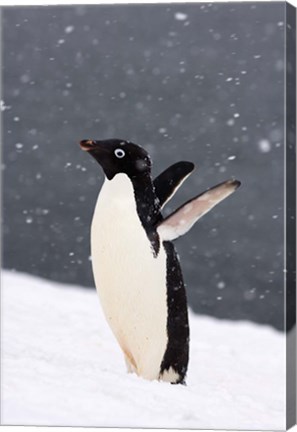 Framed Adelie Penguin in Falling Snow, Western Antarctic Peninsula, Antarctica Print