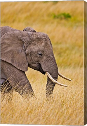 Framed African Elephant Grazing, Maasai Mara, Kenya Print