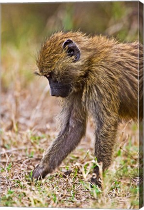 Framed Baboons Hanging Around, Maasai Mara, Kenya Print