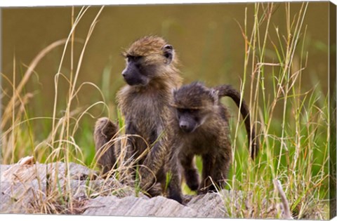 Framed Baboons in the bush in the Maasai Mara Kenya. (RF) Print