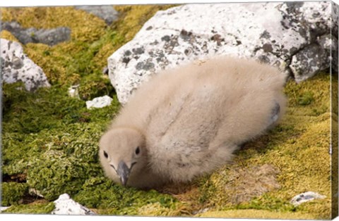 Framed Brown skua bird chick, western Antarctic Peninsula Print