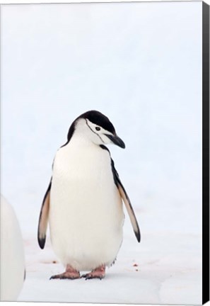 Framed Chinstrap Penguin, The South Shetland Islands, Antarctica Print