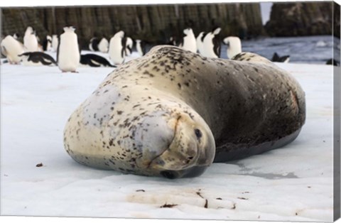 Framed Chinstrap Penguins and Leopard Seal, The South Shetland Islands, Antarctica Print