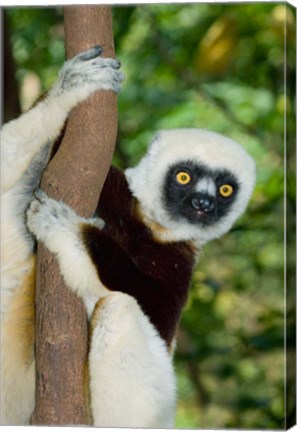Framed Coquerels Sifaka primate, Ankarafantsika, Madagascar Print
