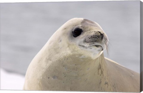 Framed Close up of Crabeater seal, Antarctica Print