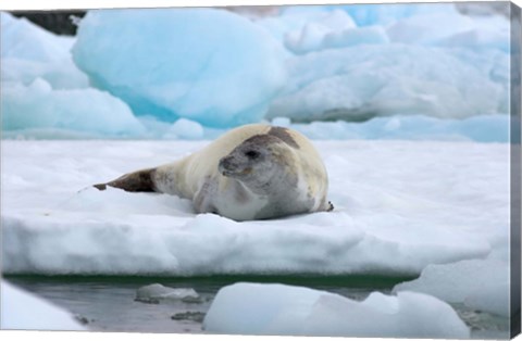 Framed Crabeater seal lying on ice, Antarctica Print