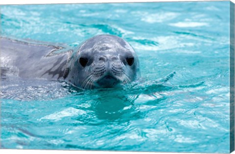 Framed Crabeater seal, western Antarctic Peninsula Print