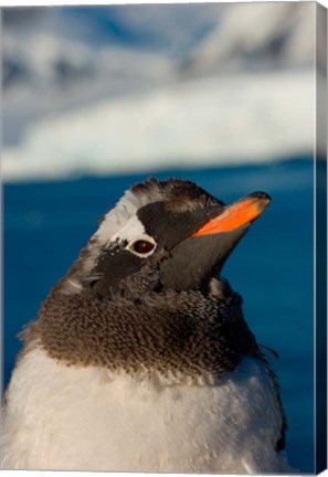 Framed Gentoo penguin chick, Western Antarctic Peninsula Print