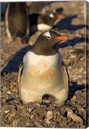 Framed Gentoo penguin, South Shetland Islands, Antarctica Print