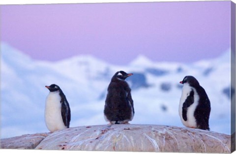 Framed Gentoo penguin, Western Antarctic Peninsula Print