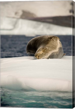 Framed Antarctica. Leopard seal adrift on ice flow. Print