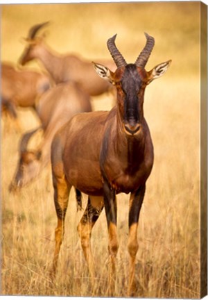 Framed Female topi standing on grassy plain, Masai Mara Game Reserve, Kenya Print