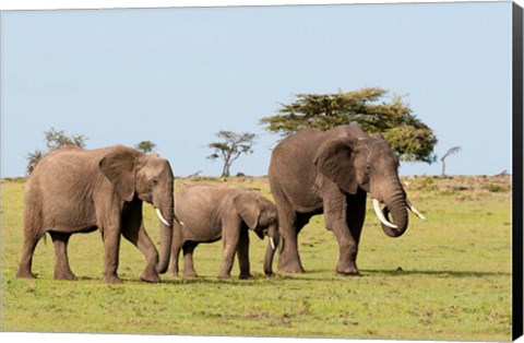 Framed Three African Elephants, Maasai Mara, Kenya Print