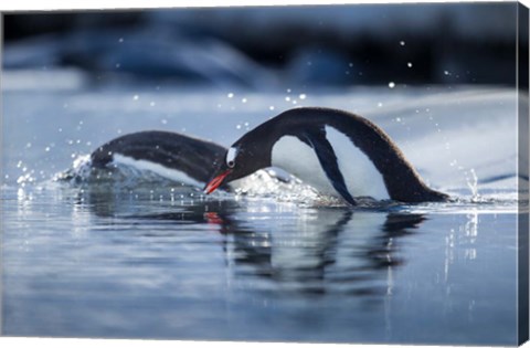 Framed Antarctica, Anvers Island, Gentoo Penguins diving into water. Print