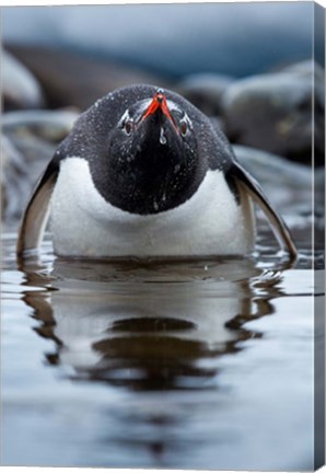 Framed Antarctica, Cuverville Island, Gentoo Penguin in a shallow lagoon. Print