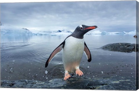 Framed Antarctica, Cuverville Island, Gentoo Penguin leaping onto shore. Print