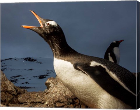 Framed Antarctica, Cuverville Island, Portrait of Gentoo Penguin nesting. Print