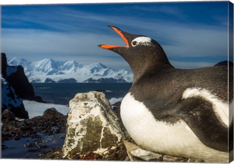 Framed Antarctica, Livingstone Island, Flash portrait of Gentoo Penguin. Print