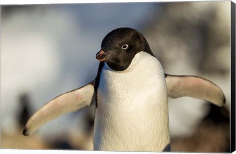 Framed Adelie Penguin portrait, Antarctica Print