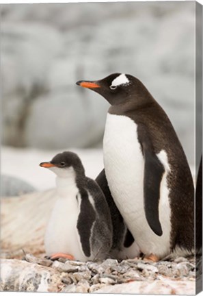 Framed Antarctica, Petermann Island, Gentoo Penguins Print