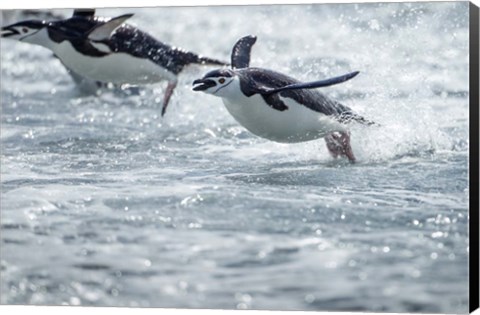 Framed Antarctica, South Shetland Islands, Chinstrap Penguins swimming. Print