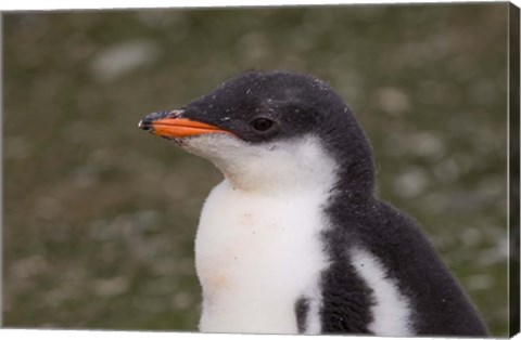 Framed Antarctica, South Shetlands Islands, Gentoo Penguin Print