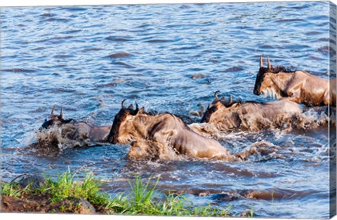 Framed Blue wildebeest crossing the Mara River, Maasai Mara, Kenya Print