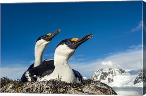 Framed Blue-eyed Shags, Antarctica. Print