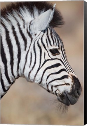 Framed Burchell&#39;s Zebra, Etosha National Park, Namibia Print