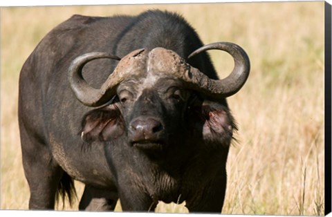 Framed Cape Buffalo, Masai Mara National Reserve, Kenya Print