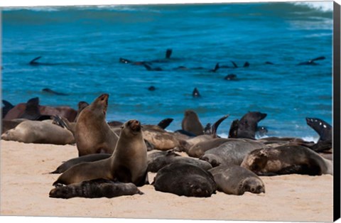 Framed Cape fur seasl, Skeleton Coast NP, Namibia. Print