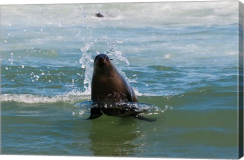 Framed Cape fur seal, Arctocephalus pusilus, Skeleton Coast NP, Namibia. Print