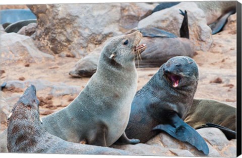 Framed Cape Fur seals, Skeleton Coast, Kaokoland, Namibia. Print