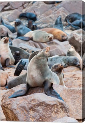 Framed Cape Fur seals, Cape Cross, Skeleton Coast, Kaokoland, Namibia. Print