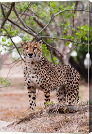 Framed Cheetah, Kapama Game Reserve, South Africa Print