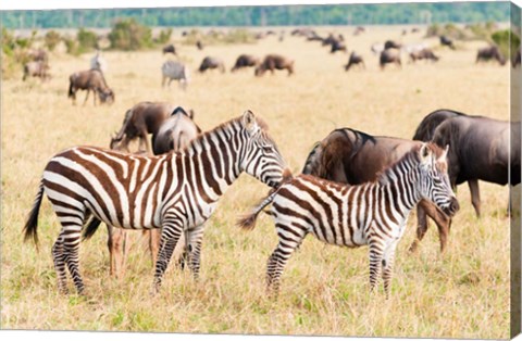 Framed Common Zebra or Burchell&#39;s Zebra, Maasai Mara National Reserve, Kenya Print