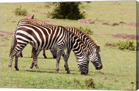 Framed Zebra grazing, Maasai Mara, Kenya Print