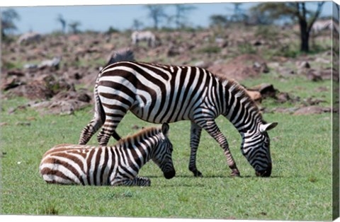 Framed Common Zebra, Maasai Mara, Kenya Print