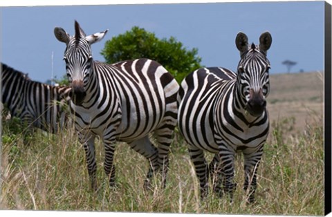 Framed Common Zebra, Masai Mara National Reserve, Kenya Print