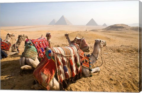 Framed Egypt, Cairo, Camels, desert sands of Giza Pyramids Print