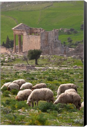 Framed Grazing sheep by the Capitole, UNESCO site, Dougga, Tunisia Print